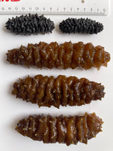Load image into Gallery viewer, South American Sea Cucumber