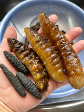 Load image into Gallery viewer, Coral sea cucumber