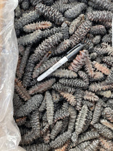 Load image into Gallery viewer, South American Sea Cucumber