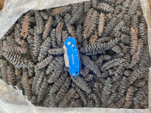 Load image into Gallery viewer, South American Sea Cucumber