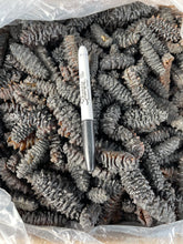 Load image into Gallery viewer, South American Sea Cucumber