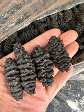 Load image into Gallery viewer, South American Sea Cucumber
